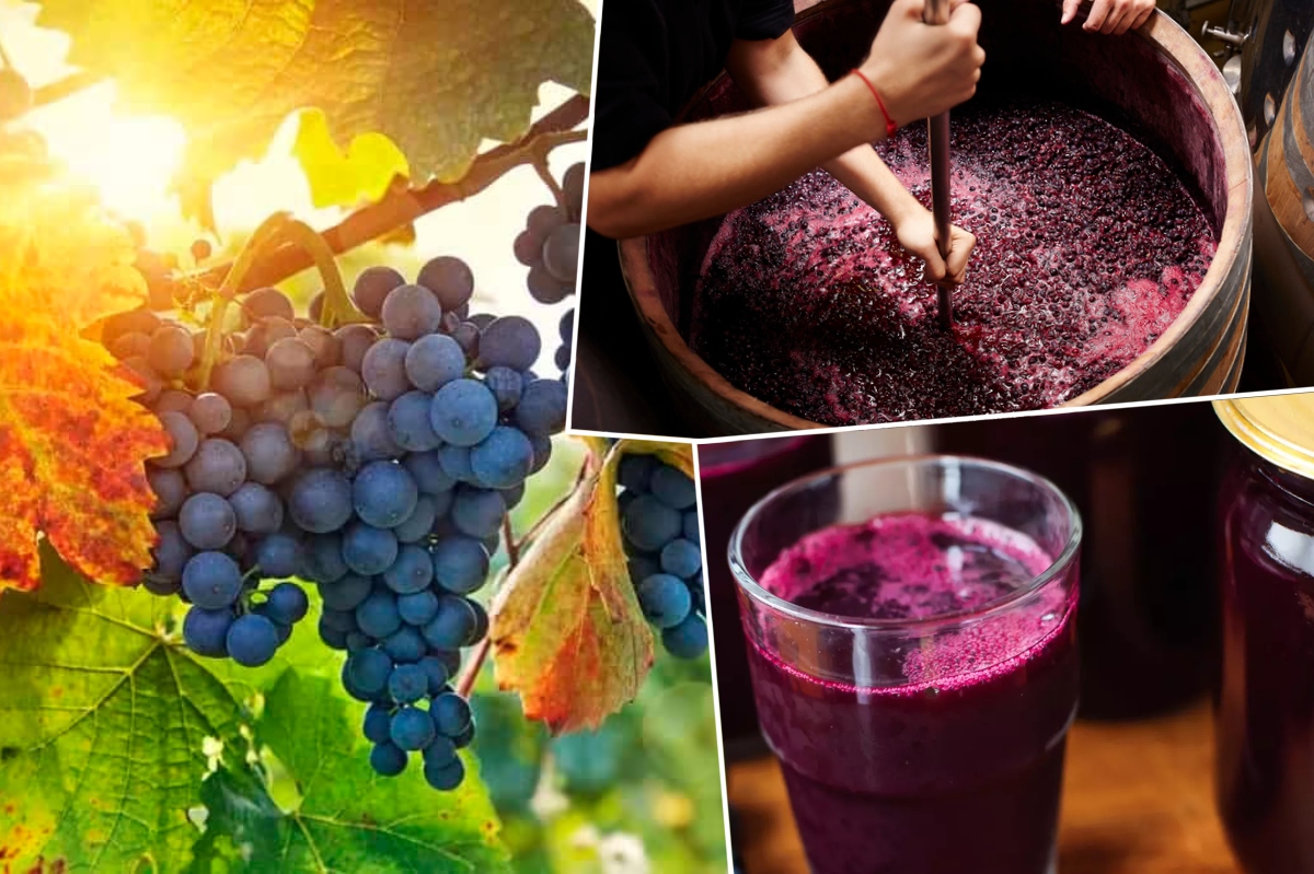 Cum prepari cel mai bun must la tine acasă. Trucurile podgorenilor pentru a obține cea mai gustoasă licoare de struguri