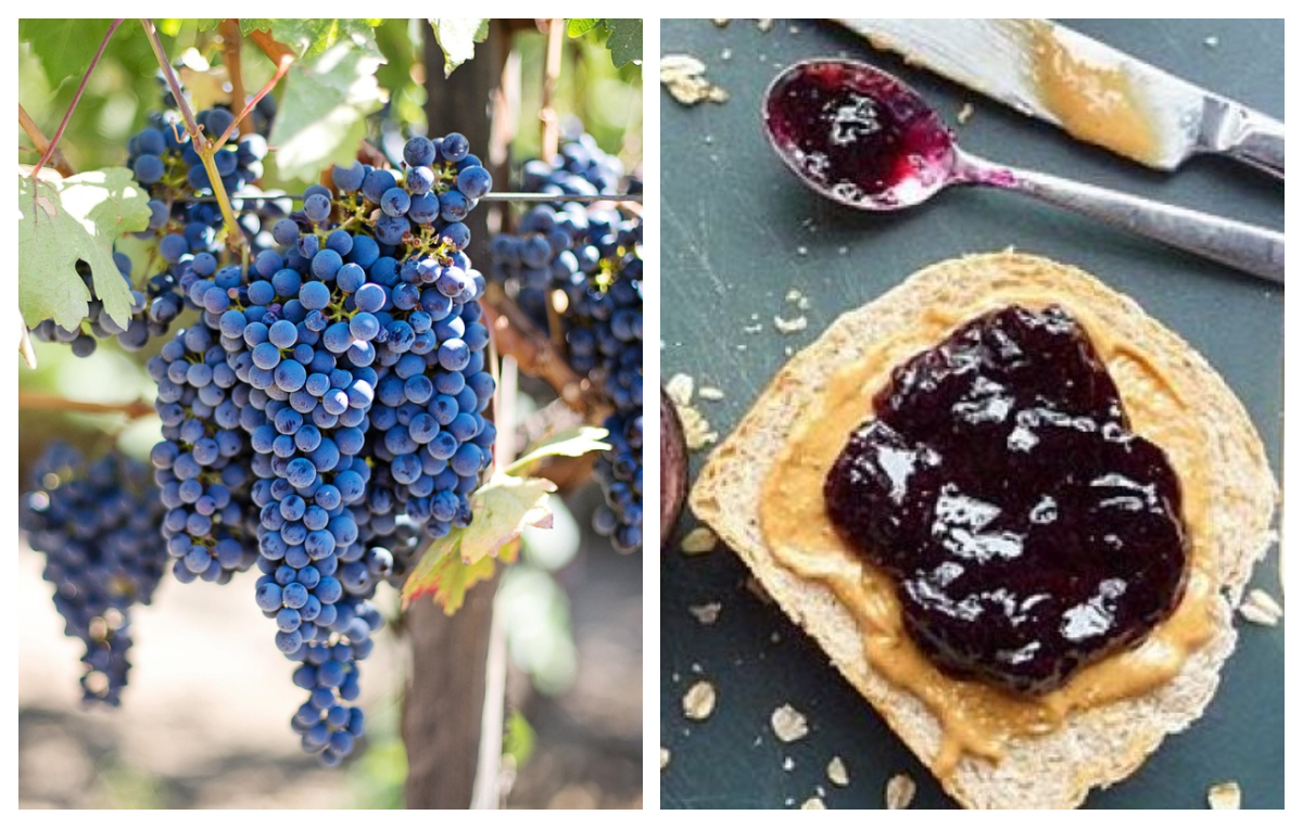 Dulceață de struguri, rețeta vedetă a toamnei. Musafirii vor fi impresionați de acest deliciu
