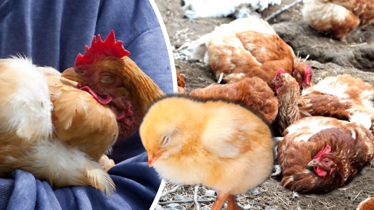 La ce oră se duc găinile la culcare, în funcție de anotimp. Cum se schimbă ora la coteţ!