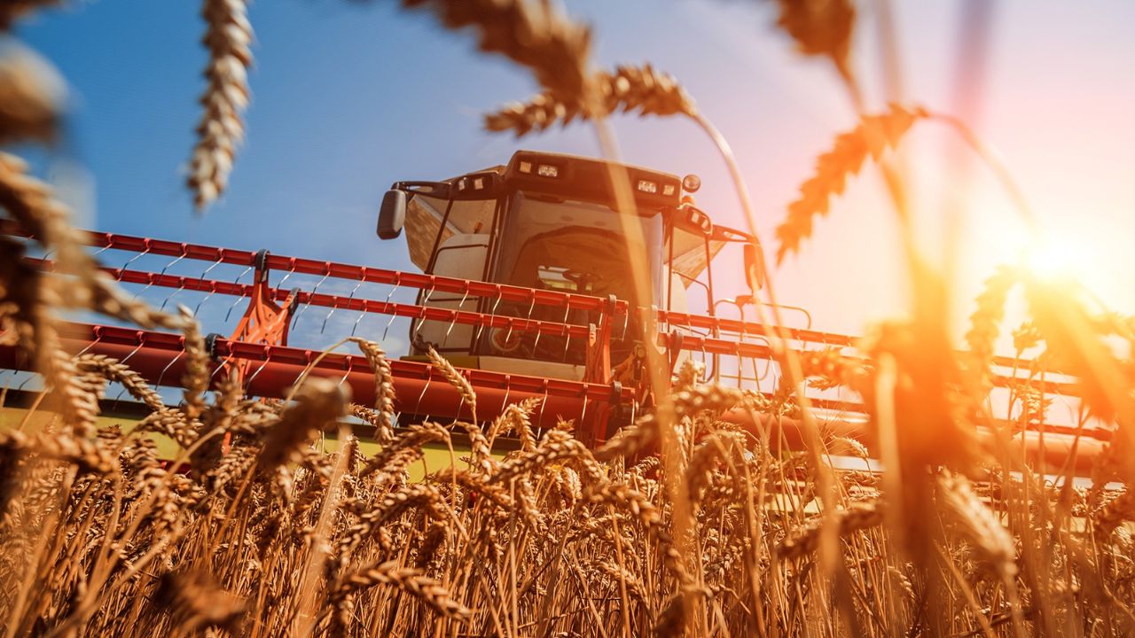 Rusia folosește trocul pentru a ocoli sancțiunile comerciale. Kremlinul dă la schimb grâne pe mașini