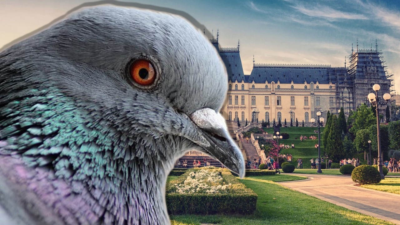 Urlă FOAMEA în români! Austeritatea lui Bolojan îi împinge pe oameni la gesturi extreme: o femeie din Iași a ajuns la Socola după ce a prins un porumbel de pe stradă și l-a mâncat