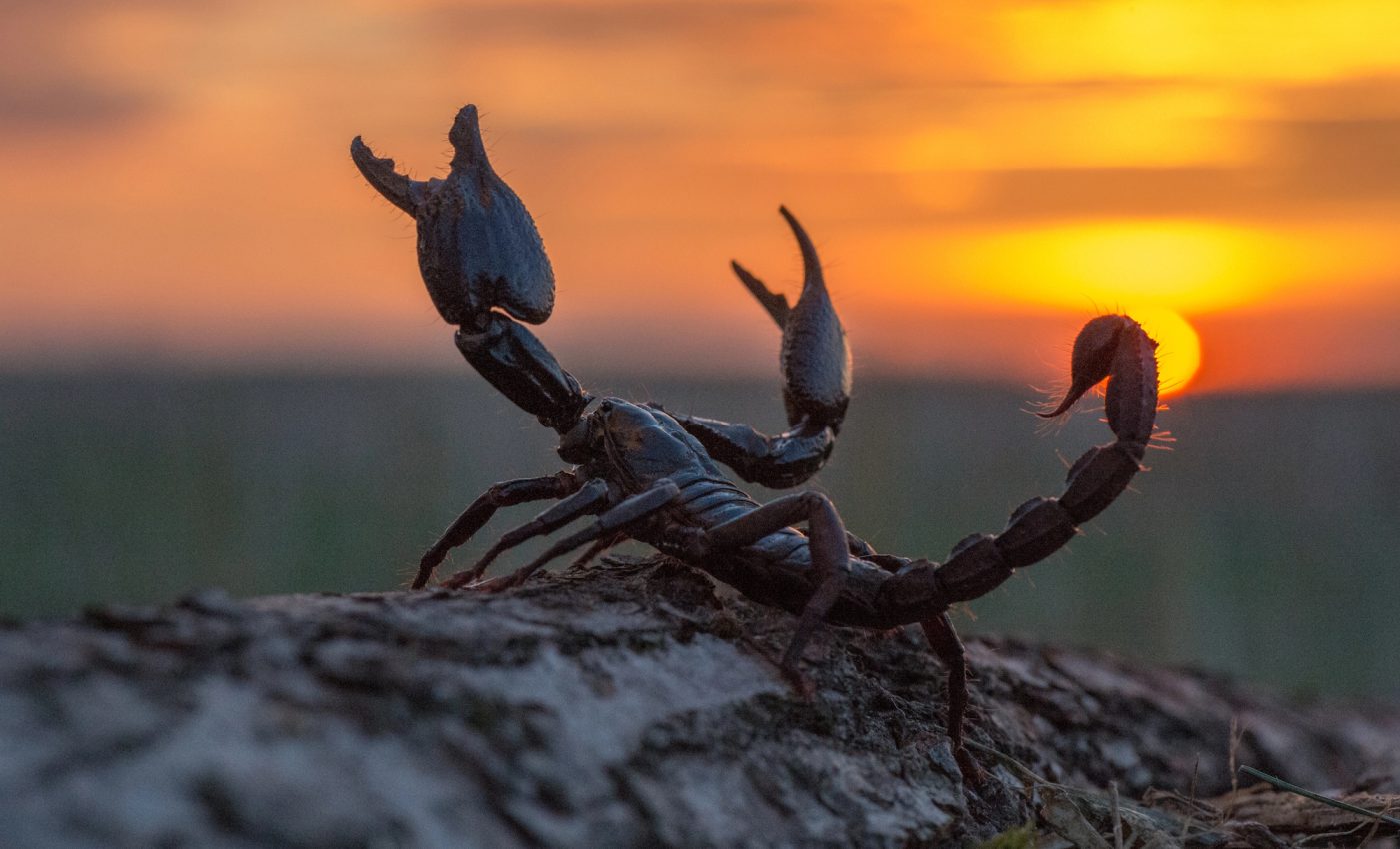 Pasionalul MARTE este în misteriosul SCORPION. Ce MESAJE puternice vor primi aceste ZODII?