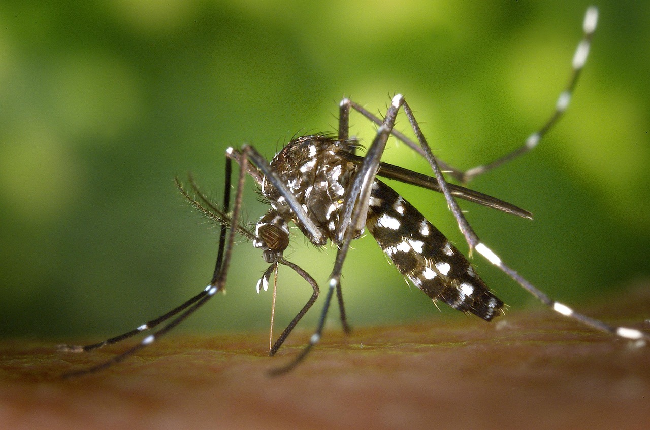 Alertă în România din cauza virusului West Nile. Medicul Tudor Ciuhodaru: ”17 cazuri au fost deja confirmate. Înțepăturile de țântar pot deveni letale”