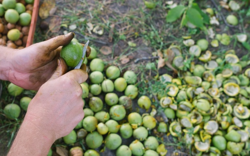Cinci soluții naturale care îți curăță mâinile de petele negre de la nuci. Sunt foarte ieftine și eficiente