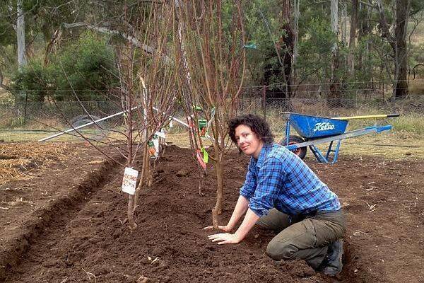 Ce pomi se plantează toamna. Care este perioada ideală pentru a pune pomii în pământ
