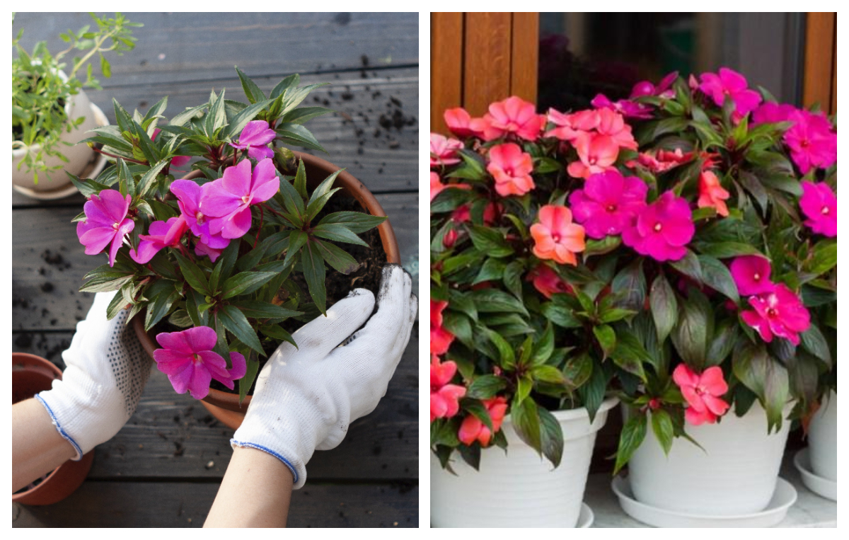 Cum se îngrijește floarea care aduce noroc în casă. Tot ce trebuie să știi despre Sporul Casei