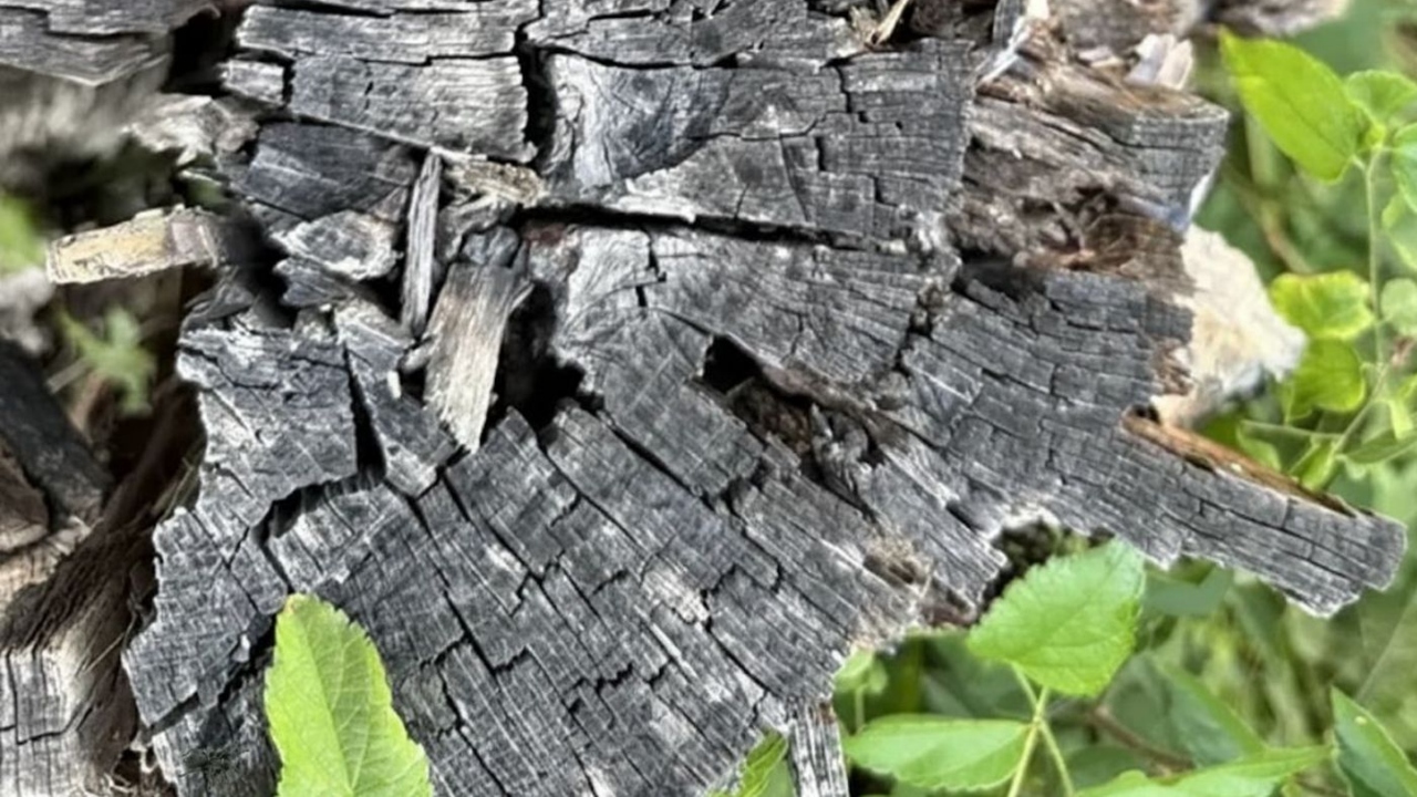 Test IQ viral! Descifrează iluzia optică ce a devenit virală. Dacă poți găsi păianjenul ascuns în poză, ești un geniu