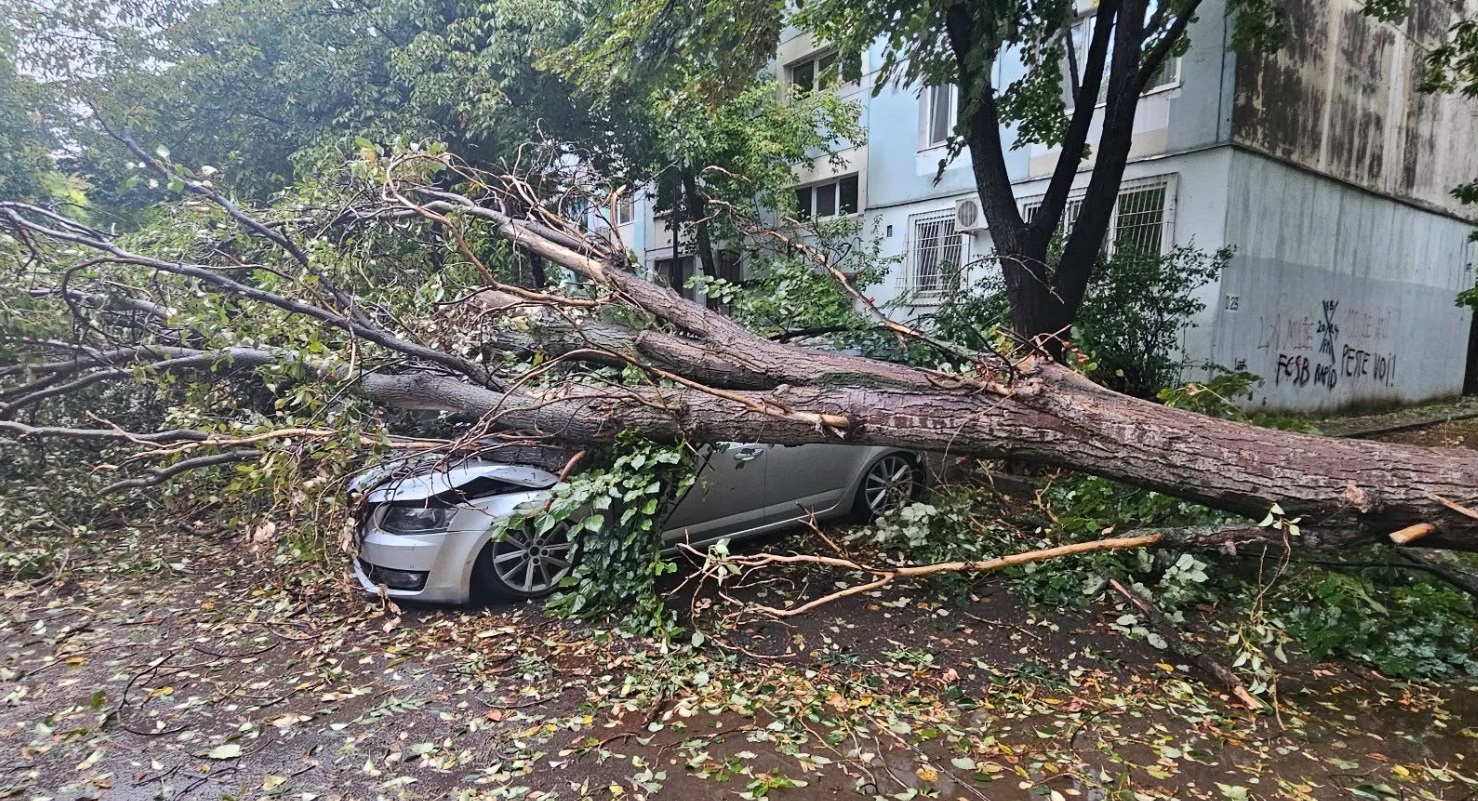 Bucureştiul şi copacii care cad la fiecare furtună: Cum reconstruim un oraş mai sigur şi mai verde