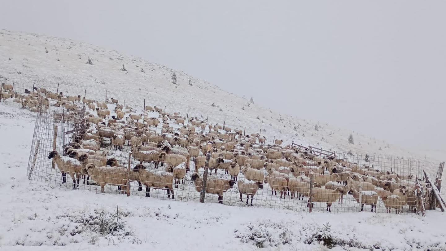 Ploaia s-a transformat în lapoviţă şi ninsoare, stratul de zăpadă a crescut imediat la 30 cm! ANM a emis Cod Galben, s-a închis Transfăgărăşanul
