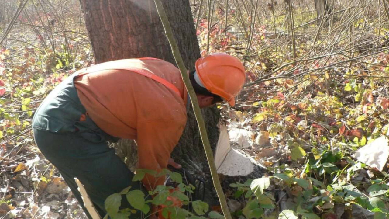 Senatul a aprobat legea prin care personalul silvic va folosi bodycam-uri. Diana Buzoianu: „Era momentul ca statul să le ofere instrumente moderne de protecție și dovadă, care să descurajeze comportamentele violente și ilegale”