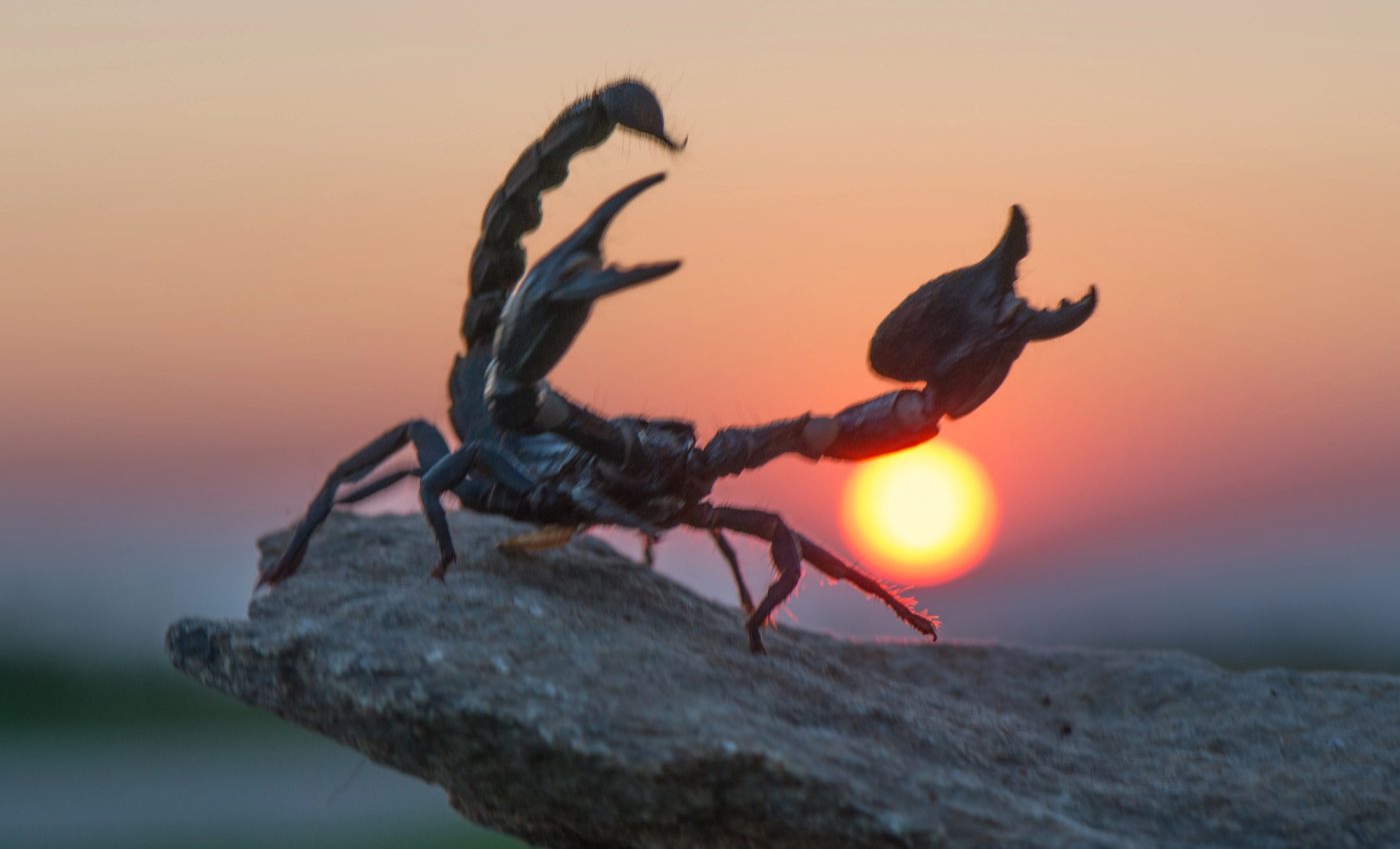 Horoscopul tău pentru sezonul SCORPIONULUI (22 octombrie – 20 noiembrie 2025). Portal de mister și transformări interioare, bântuie Mercur retrograd