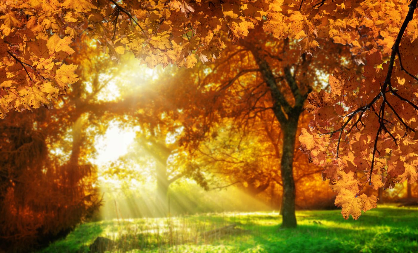 Cele 4 ZODII care au noroc URIAȘ în restul lunii OCTOMBRIE  2025. Finalul lunii aduce reușite, abundență și schimbări pozitive pentru aceste semne zodiacale –