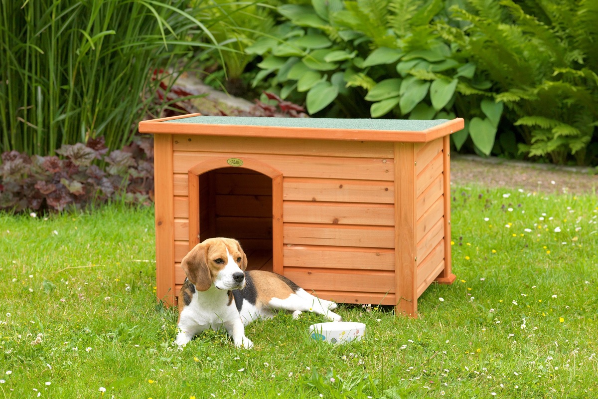 S-a schimbat legea. Amenzi de 500 de lei pentru proprietarii de câini care stau la curte și nu respectă aceste reguli