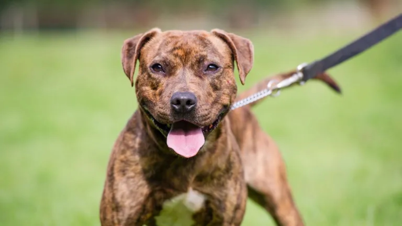 Legi stricte pentru proprietarii anumitor rase de câini. Vor putea fi sancționați cu până la 500 de lei dacă nu respectă aceste condiții simple