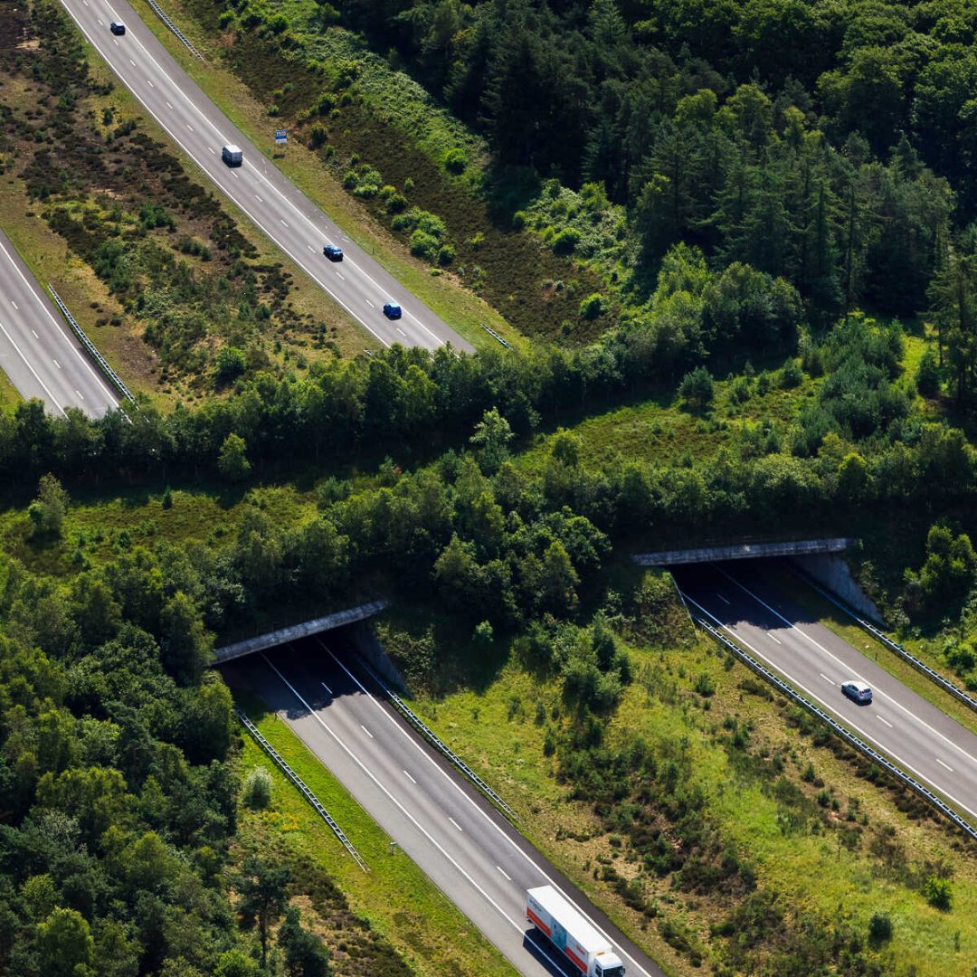 Exemplu de ecoduct