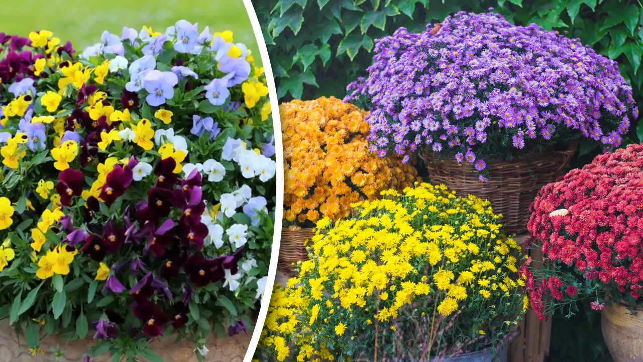 Florile rezistente la frig care pot fi plantate toamna. Aceste plante vor transforma complet aspectul grădinii