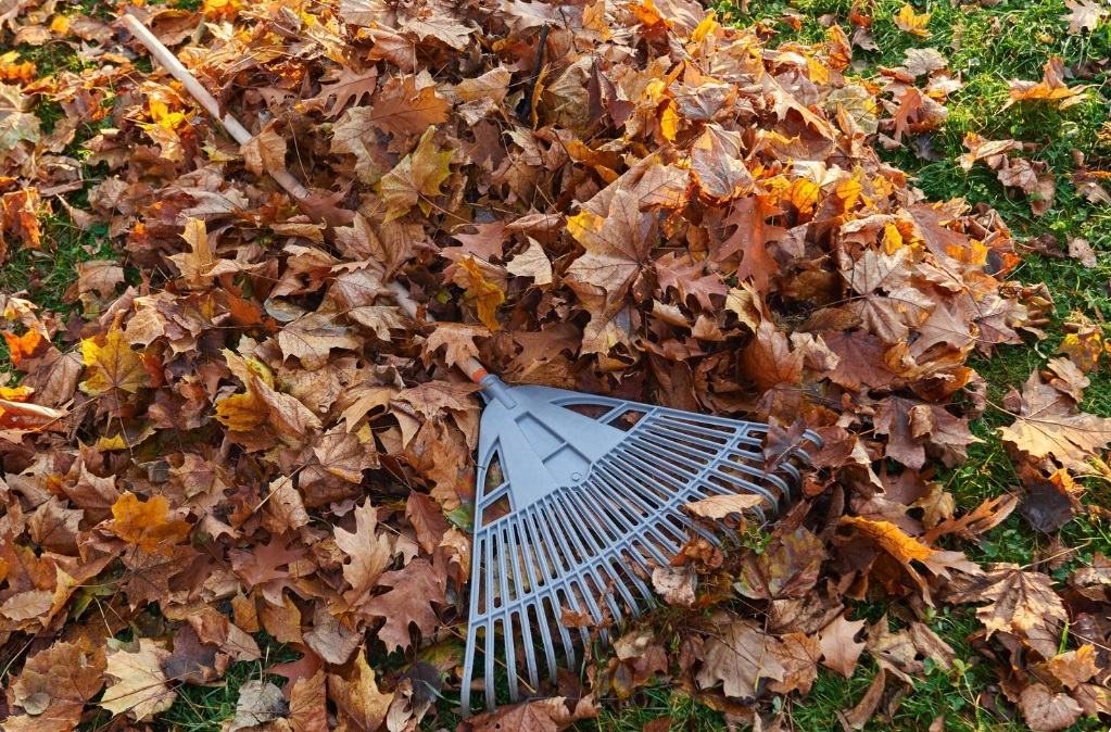 De ce nu este bine să strângi frunzele din curte toamna. Mulţi le aruncă, dar e greşit. Au efecte nebănuite pentru grădina ta