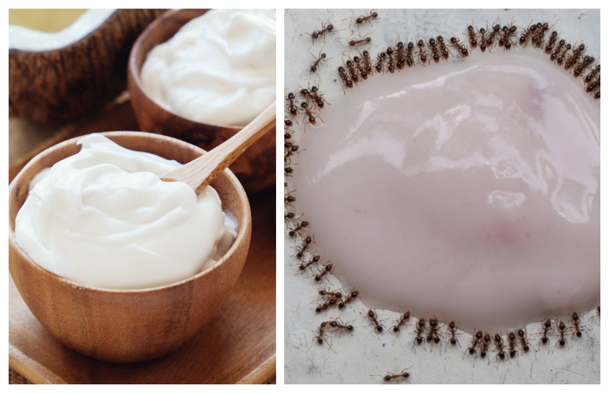 Iaurt bulgăresc cu furnici, rețeta străveche redescoperită într-un restaurant cu stele Michelin