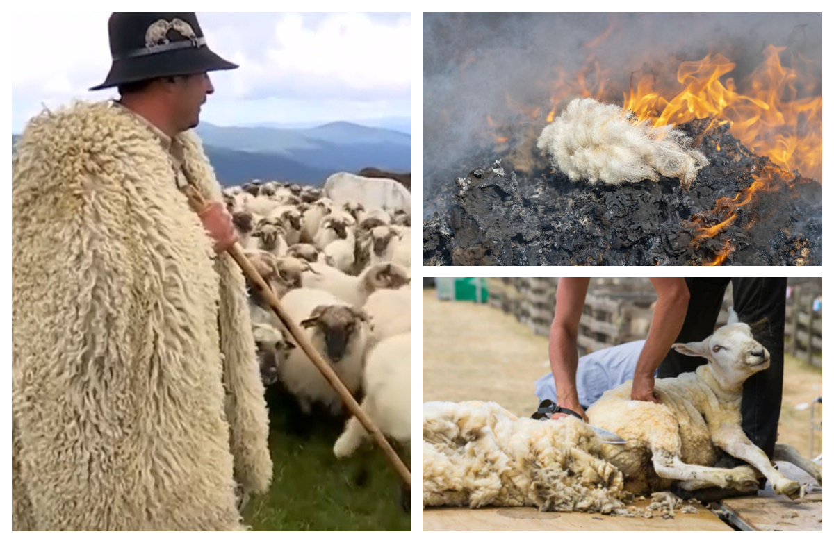 Amendă de 100.000 de euro pentru un oier care a ars lâna oilor