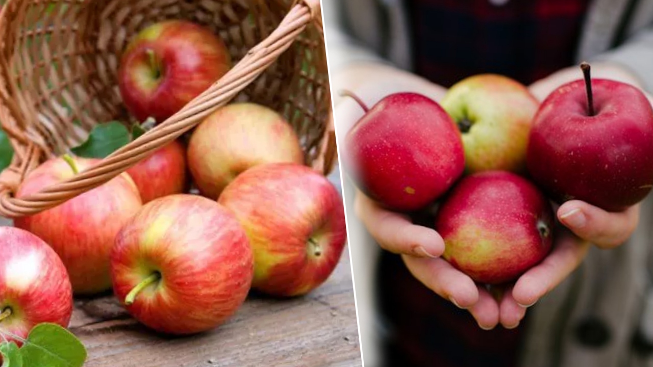 Cum trebuie păstrate merele pentru a rezista până la primăvară. Trucurile pe care puțini oameni le știu