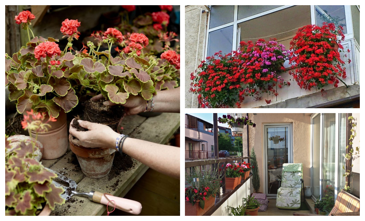 Cum să protejezi mușcatele de pe balcon de îngheț. Trucurile simple care le mențin frumoase până la primăvară