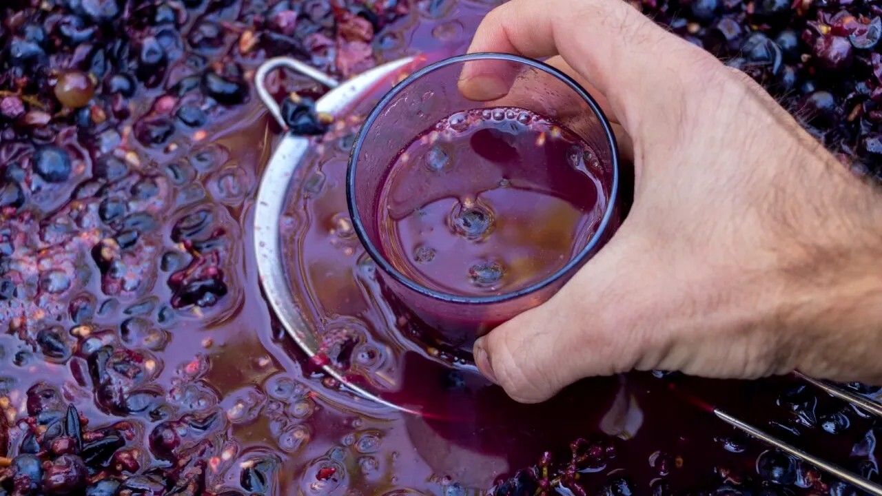 Cum păstrezi corect mustul, astfel încât să nu se transforme rapid în vin. Trucul care te ajută să te bucuri mai mult de băutura vedetă a toamnei