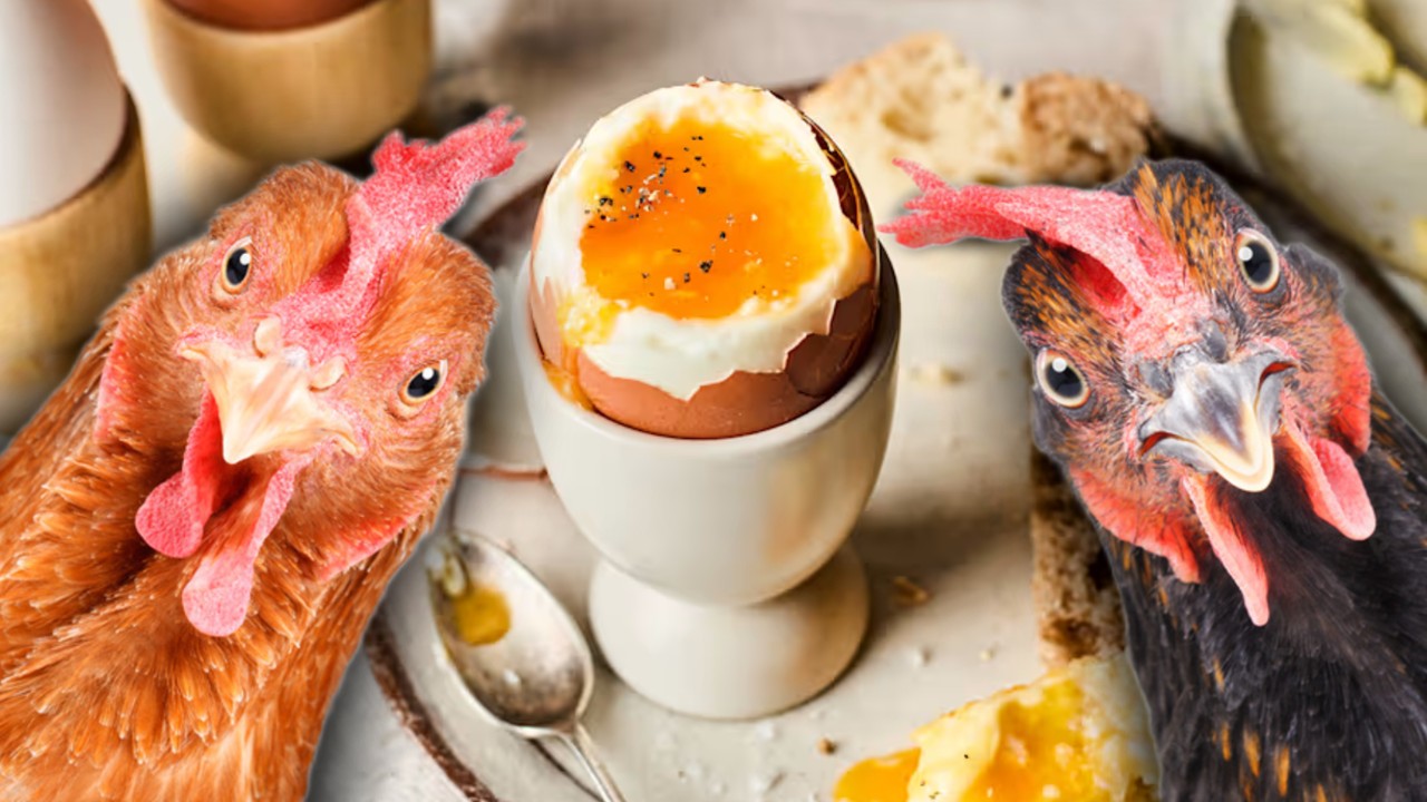 Cine a fost primul, oul sau găina? Ce spune știința despre una dintre cele mai mari enigme ale istoriei