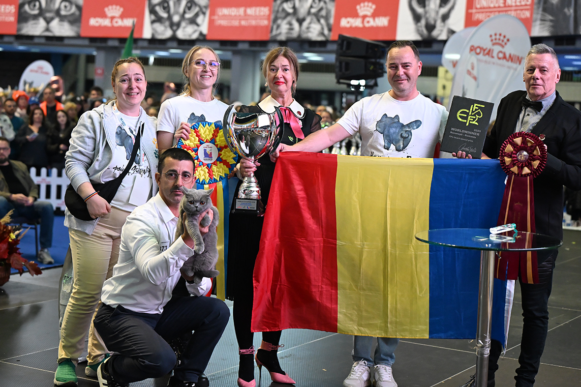 România are cele mai frumoase pisici din lume! Trei feline au cucerit podiumul la frumusețe pisicească: Nordri, Quasar și Kira Kiralina