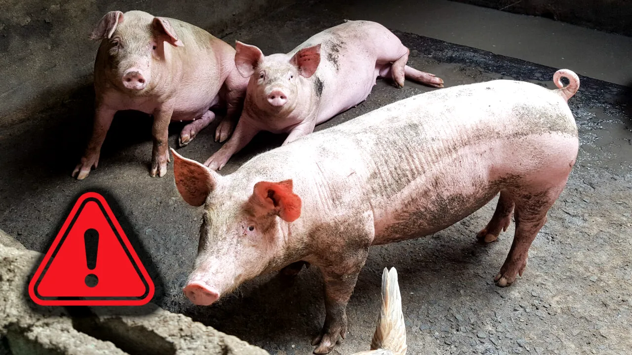 A început goana după porcul de Crăciun! Deja se fac rezervări, cât trebuie să plăteşti ca să nu rămâi fără piftie, friptură şi şorici de Sărbători