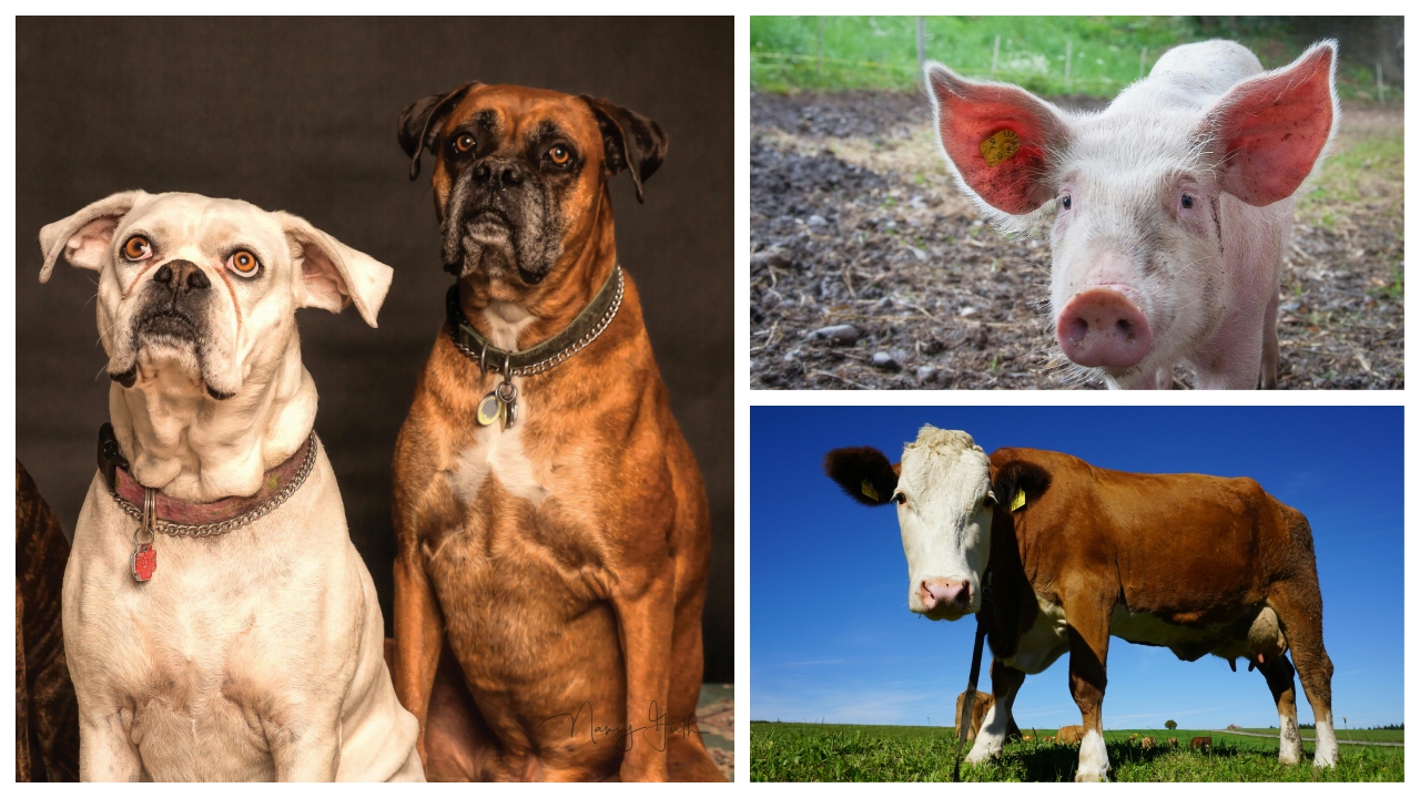 Se pregătește o nouă taxă – pe animale! Unde va fi aplicată și cât se va plăti. Sunt vizate inclusiv patrupedele turiștilor!