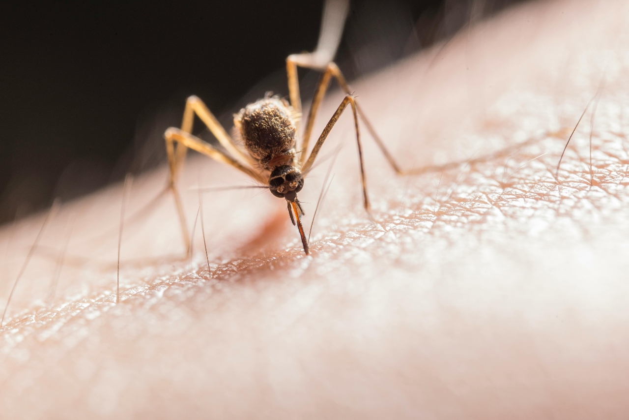 Alertă sanitară într-un oraș mare din România! Un bărbat infectat cu virusul West Nile a murit, alte patru persoane sunt spitalizate
