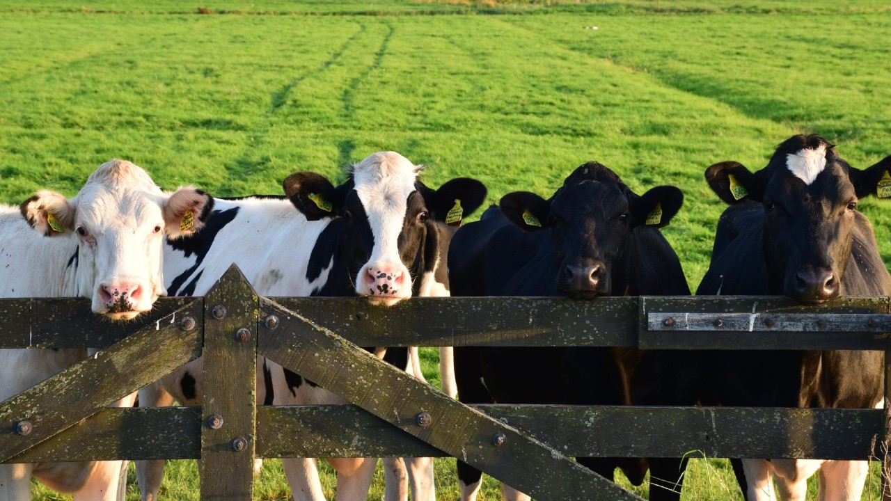 Ce salariu câștigă un inginer zootehnist, la o fermă modernă din Moldova. Nu se cere vechime în domeniu, iar bonusurile oferite sunt consistente