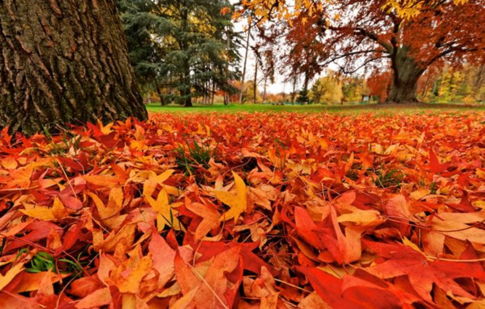 Prognoza meteo. Nebulozitate stratiformă dimineaţa, toamna îşi arată colţii de săptămâna viitoare