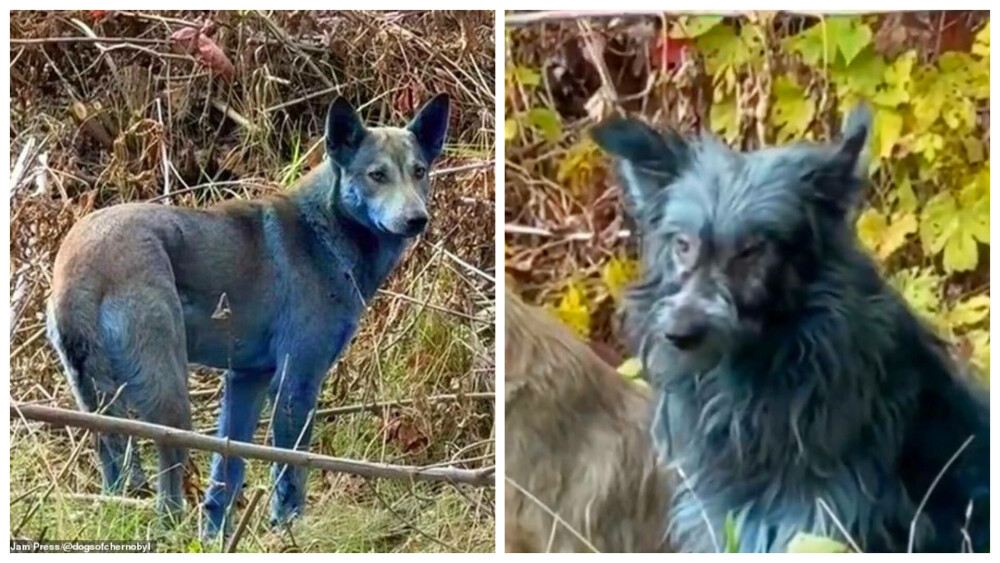 Un cercetător ucrainean, adevărul câinii albaștri de la Cernobîl: „Nu s-au colorat de la radiații, este o prostie”