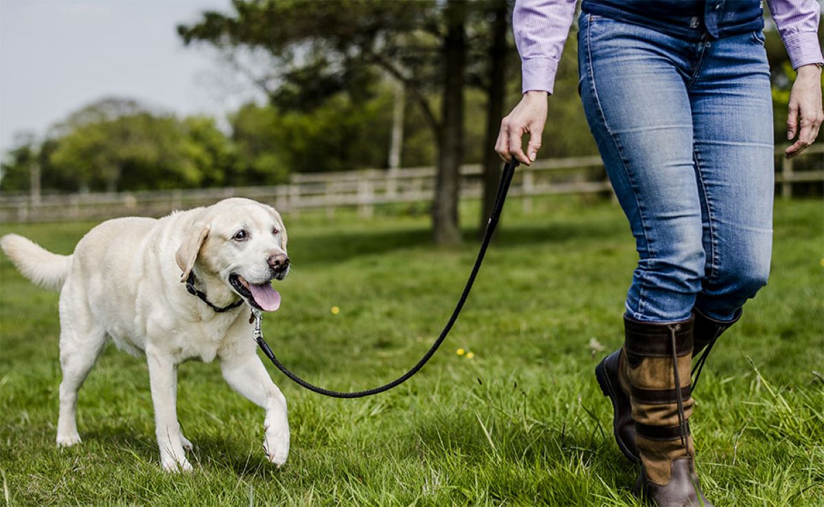Amenzi dure pentru românii care au animale de companie. Un bărbat din Botoșani a fost sancționat cu 1.600 de lei
