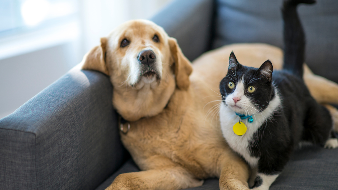 Vrei să-ți iei un animal de companie, dar ți-e frică de costuri? Iată cât poți cheltui lunar pentru un prieten blănos