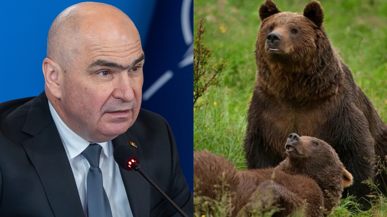 Urșii vor putea fi împușcați imediat și se acordă amenzi de până la 30.000 de lei pentru cei ce îi hrănesc. Ordonanța de Urgență urmează să fie adoptată de către Guvern DOCUMENT
