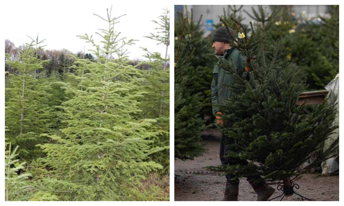 Cu cât vinde Romsilva brazii de Crăciun în 2025. Peste 16.000 de pomi vor fi scoși la vânzare
