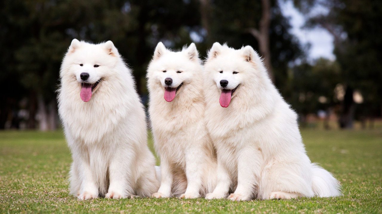 Animalele nu vor mai fi eutanasiate! Un pachet de legi revoluționar le declară „ființe vii”