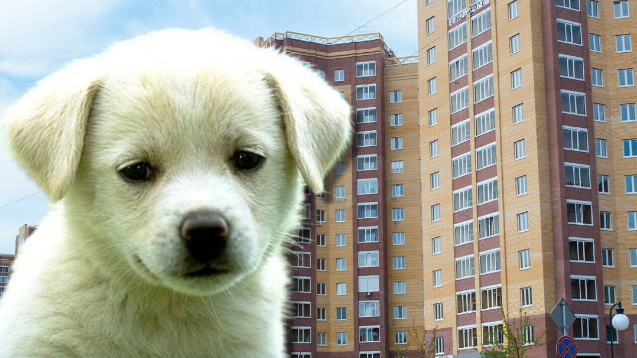 Un bărbat a fost reţinut, după ce s-a certat cu soţia şi a aruncat pe fereastră căţelul familiei,