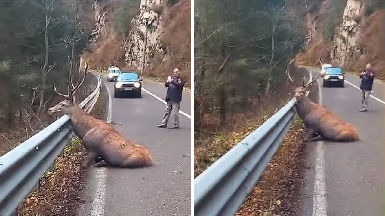 IMAGINI DUREROASE – Momentul în care un cerb matur este moarte, filmat și publicat pe Facebook: „Să le fie rușine, sper că va fi salvat”