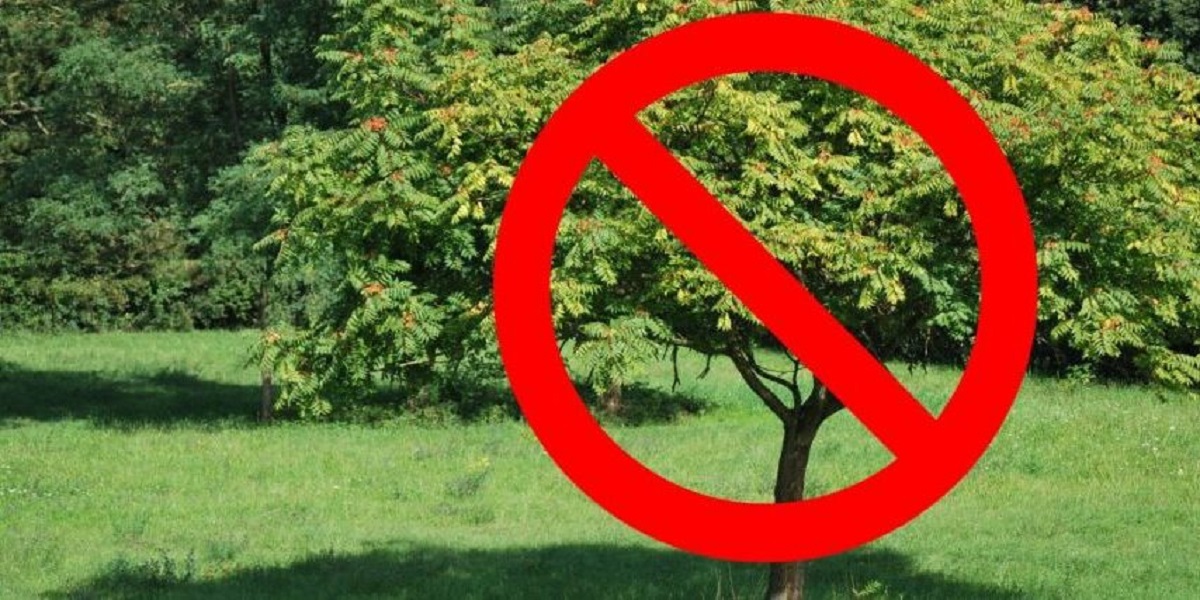 Copacii pe care să nu-i plantezi niciodată lângă casă. Provoacă daune majore, atrag doar necazuri și energii negative