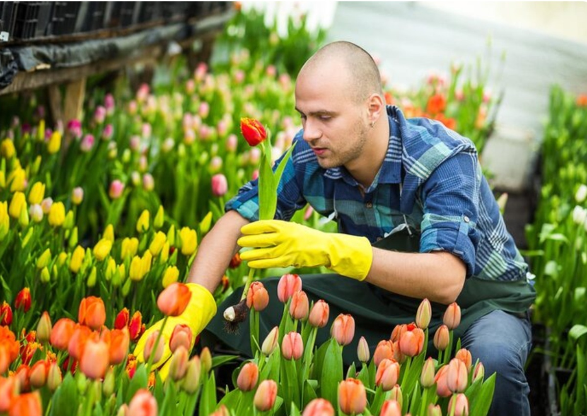 Cât câștigă un român la cules de lalele în Olanda. Nu îți trebuie experiență, salariile sunt uriașe