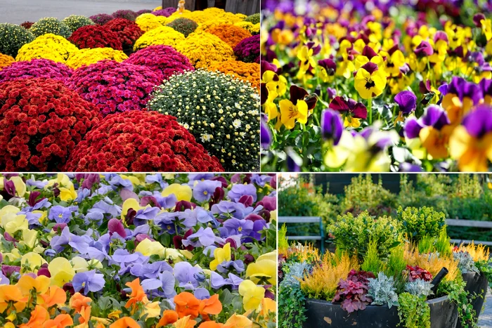 Flori care rezistă afară şi iarna. Cum să ai o grădină plină de viaţă chiar şi în anotimpurile reci