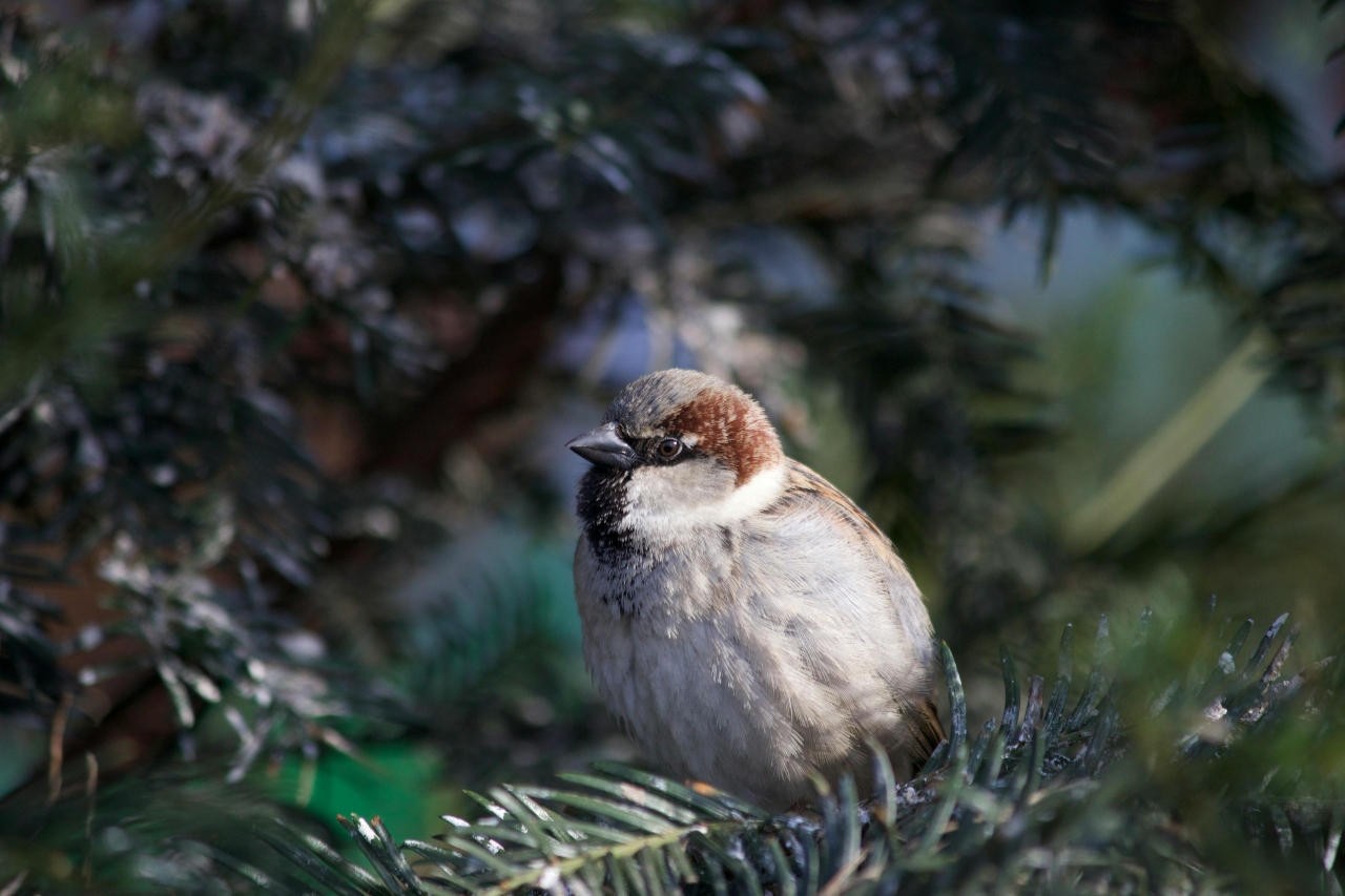 Prognoza Accuweather. Cum va fi iarna 2025-2026 în București. Prima ninsoare se va lăsa așteptată destul de mult!