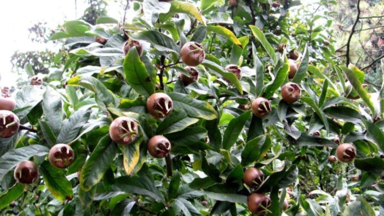 Un tânăr din România și-a investit toate economiile în plantarea unui fruct de care puțini au auzit. Se coace după primul ger, iar prețul unui kilogram este de 20 de lei