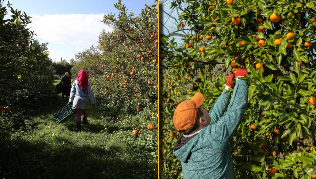 Salariul oferit pentru cules de mandarine în Italia. Cerințele pe care angajatorii le au