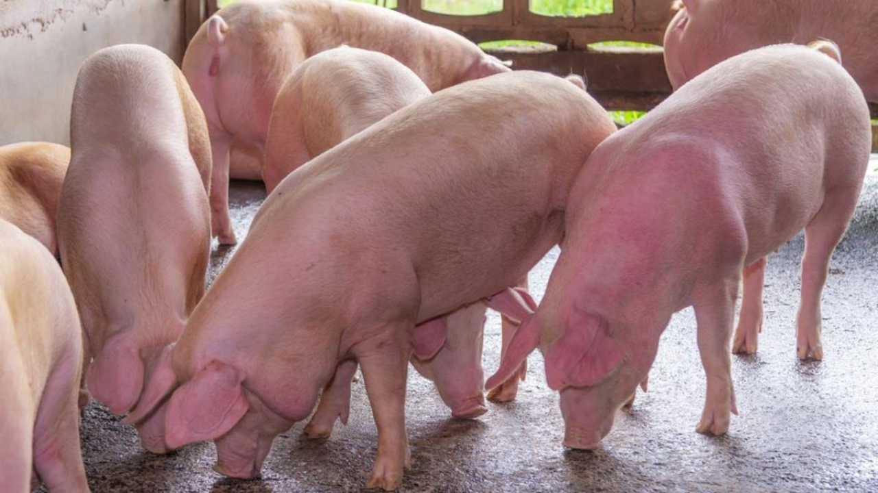Carnea de porc crescut din gospodărie, tot mai greu de găsit: Prețurile scad, dar românii încă caută gustul autentic al sărbătorilor