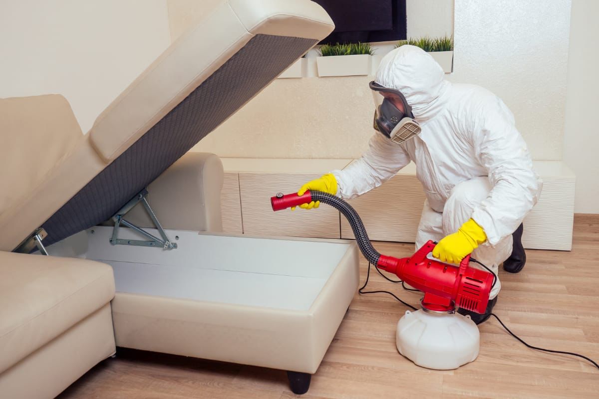 Scapă de ploșnițe: tratamente eficiente prin pulverizare și nebulizare