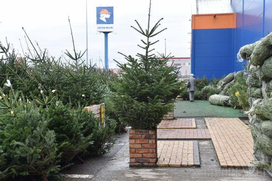 Cât costă un brad natural în iarna lui 2025, în magazinele Dedeman, Hornbach sau Leroy Merlin. Românii au început să renunțe la cei artificiali
